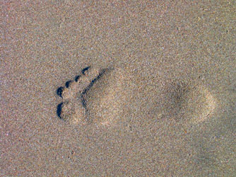A foot on the beach